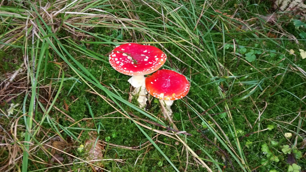 Fliegenpilze